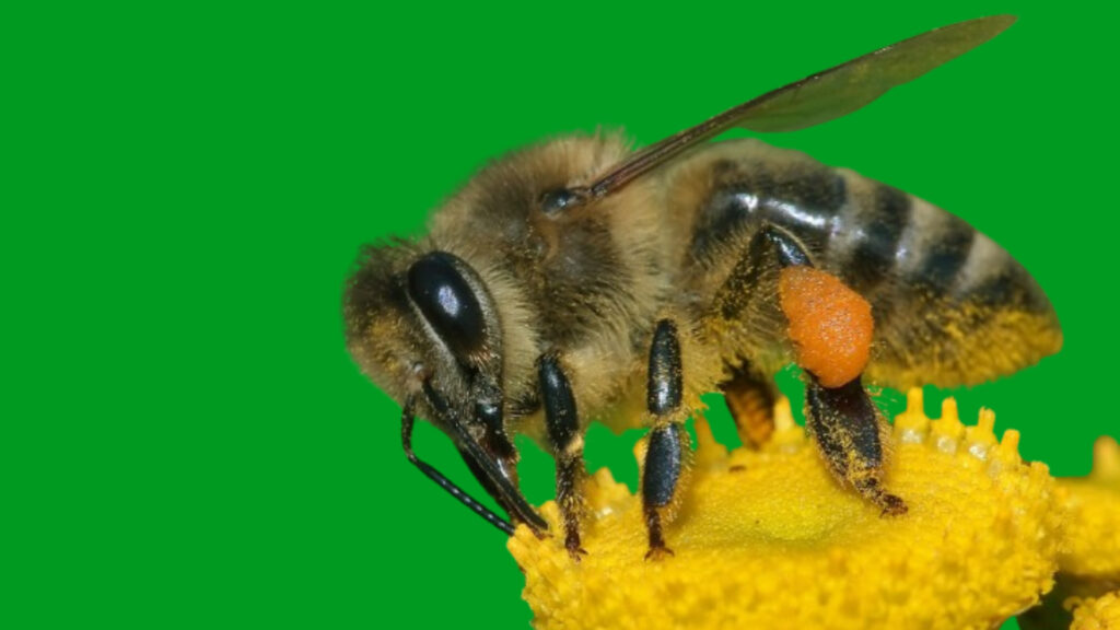 Can a Bee Sting Kill you?